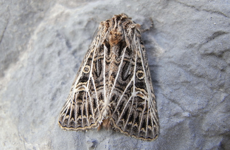 Weißgerippte Lolcheule (Tholera decimalis) - © Rupert Fauster